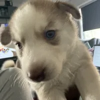 Kala - Forgiveness, a female Siberian Husky for sale in Pensacola, FL – Photo 1 of 10