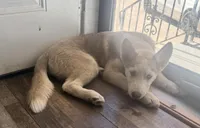 Kala - Forgiveness, a female Siberian Husky for sale in Pensacola, FL – Photo 2 of 6