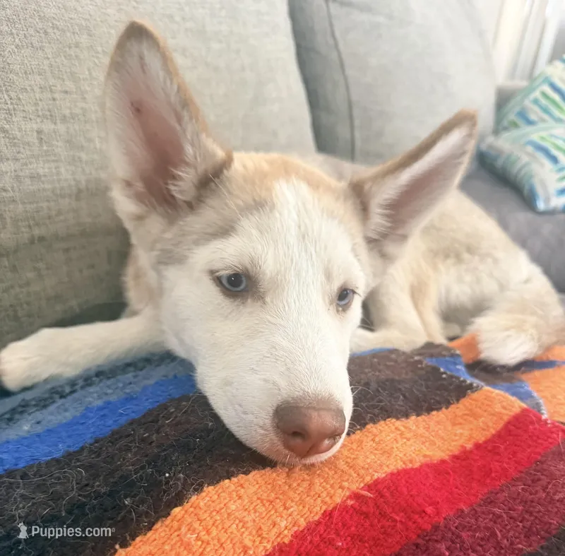 Kala - Forgiveness – Siberian Husky puppy for sale in Pensacola, FL