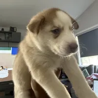 Kala - Forgiveness, a female Siberian Husky for sale in Pensacola, FL – Photo 7 of 10