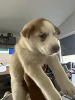 Kala - Forgiveness, a female Siberian Husky for sale in Pensacola, FL – Photo 7 of 10