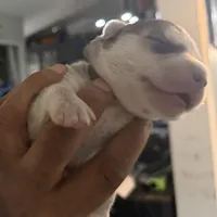 Kala - Forgiveness, a female Siberian Husky for sale in Pensacola, FL – Photo 4 of 10