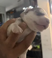 Kala - Forgiveness, a female Siberian Husky for sale in Pensacola, FL – Photo 4 of 10