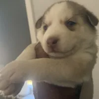 Kala - Forgiveness, a female Siberian Husky for sale in Pensacola, FL – Photo 2 of 10