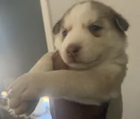 Kala - Forgiveness, a female Siberian Husky for sale in Pensacola, FL – Photo 2 of 10