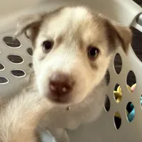 Kala - Forgiveness, a female Siberian Husky for sale in Pensacola, FL – Photo 8 of 10