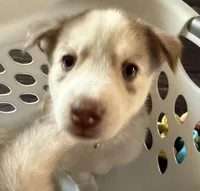 Kala - Forgiveness, a female Siberian Husky for sale in Pensacola, FL – Photo 8 of 10