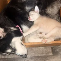 Kala - Forgiveness, a female Siberian Husky for sale in Pensacola, FL – Photo 10 of 10