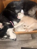 Kala - Forgiveness, a female Siberian Husky for sale in Pensacola, FL – Photo 10 of 10