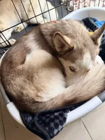 Kala - Forgiveness, a female Siberian Husky for sale in Pensacola, FL – 6 of 10