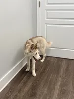 Kala - Forgiveness, a female Siberian Husky for sale in Pensacola, FL – 8 of 10