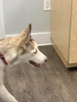 Kala - Forgiveness, a female Siberian Husky for sale in Pensacola, FL – 10 of 10