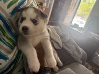 Alamea - Precious/ Beloved, a female Siberian Husky for sale in Pensacola, FL – Photo 2 of 8