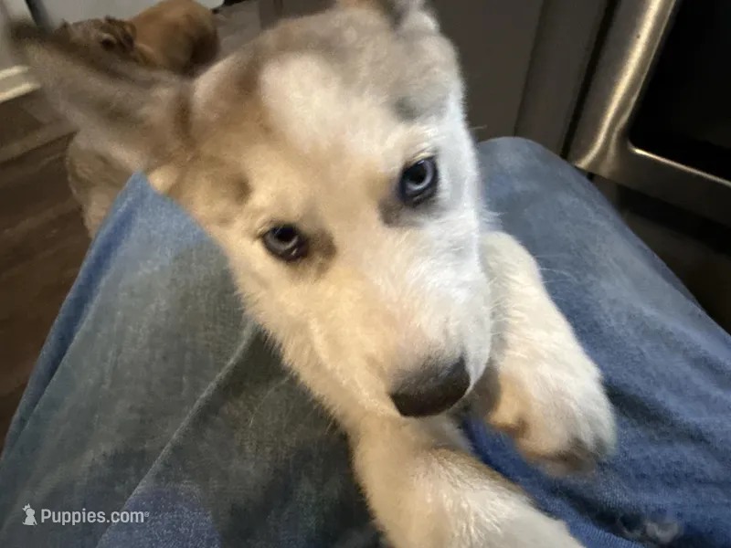 Alamea - Precious/ Beloved