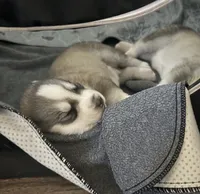 Alamea - Precious/ Beloved, a female Siberian Husky for sale in Pensacola, FL – Photo 4 of 8