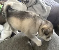 Alamea - Precious/ Beloved, a female Siberian Husky for sale in Pensacola, FL – Photo 6 of 8