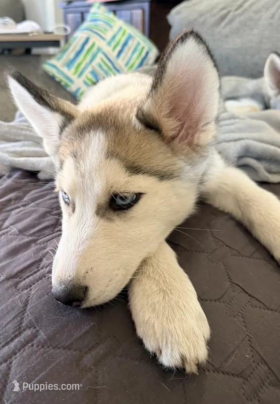 Alamea - Precious/ Beloved – Siberian Husky puppy for sale in Pensacola, FL