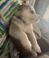 Alamea - Precious/ Beloved, a female Siberian Husky for sale in Pensacola, FL – Photo 5 of 8