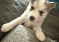 Alamea - Precious/ Beloved, a female Siberian Husky for sale in Pensacola, FL – Photo 1 of 8