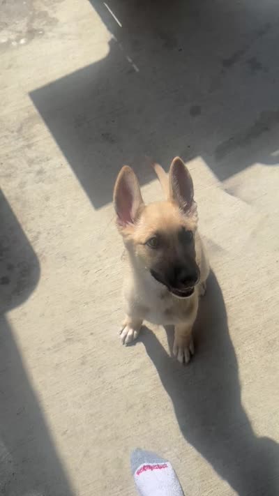 Cocoa, a female German Shepherd Dog and Siberian Husky for sale in Grand Prairie, TX – 2 of 2