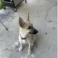 Cocoa, a female German Shepherd Dog and Siberian Husky for sale in Grand Prairie, TX – 1 of 2