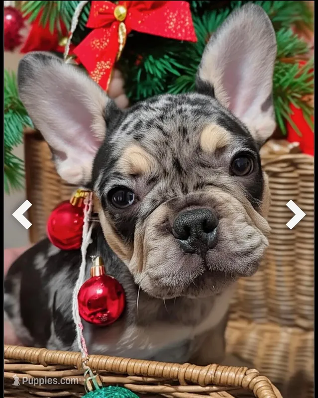 Gucci – French Bulldog puppy for sale in Sacramento, CA