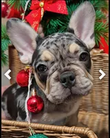 Gucci, a male French Bulldog for sale in Sacramento, CA – Photo 1 of 5