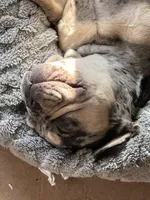 Gucci, a male French Bulldog for sale in Sacramento, CA – Photo 4 of 5