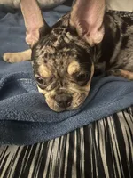 Gucci, a male French Bulldog for sale in Sacramento, CA – Photo 3 of 5