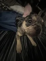 Gucci, a male French Bulldog for sale in Sacramento, CA – Photo 2 of 5