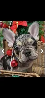 Gucci, a male French Bulldog for sale in Sacramento, CA – Photo 5 of 5