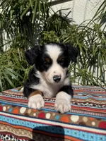 processed/dc27aee4-a8d3-4a33-954e-a5b6f819da35/listing/088003d1-0709-41dd-922c-9f9e748773bc/7e8f45d2-ec86-463c-8aa2-9042dd941e24