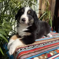 Sloan, a male Australian Shepherd and Miniature Australian Shepherd for sale in Torrance, CA – Photo 1 of 5