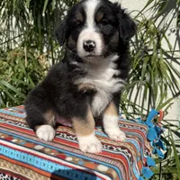 Sloan, a male Australian Shepherd and Miniature Australian Shepherd for sale in Torrance, CA – Photo 2 of 5