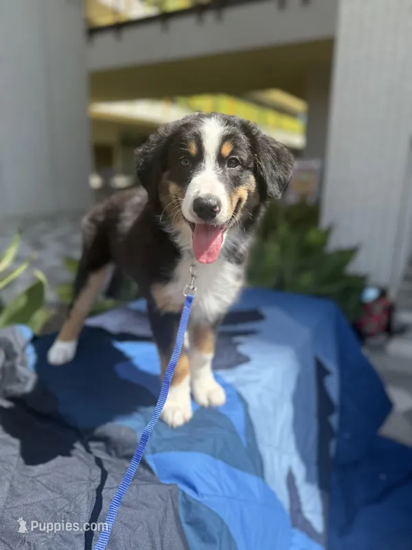 Sloan – Australian Shepherd, Miniature Australian Shepherd puppy for sale in Torrance, CA