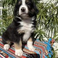 Sloan, a male Australian Shepherd and Miniature Australian Shepherd for sale in Torrance, CA – Photo 3 of 5