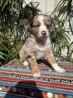 Maximus , a male Australian Shepherd and Miniature Australian Shepherd for sale in Los Angeles, CA – Photo 7 of 10