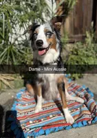 Maximus , a male Australian Shepherd and Miniature Australian Shepherd for sale in Los Angeles, CA – Photo 9 of 10