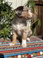 Maximus , a male Australian Shepherd and Miniature Australian Shepherd for sale in Los Angeles, CA – Photo 4 of 10