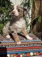 Maximus , a male Australian Shepherd and Miniature Australian Shepherd for sale in Los Angeles, CA – Photo 5 of 10
