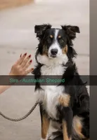 Maximus , a male Australian Shepherd and Miniature Australian Shepherd for sale in Los Angeles, CA – Photo 10 of 10