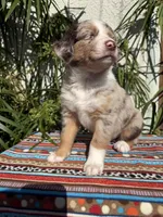 Maximus , a male Australian Shepherd and Miniature Australian Shepherd for sale in Los Angeles, CA – Photo 6 of 10