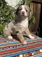 Maximus , a male Australian Shepherd and Miniature Australian Shepherd for sale in Los Angeles, CA – Photo 8 of 10