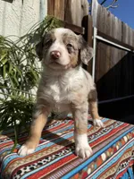 Maximus , a male Australian Shepherd and Miniature Australian Shepherd for sale in Los Angeles, CA – Photo 3 of 10