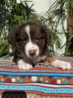 Birdie , a female Australian Shepherd and Miniature Australian Shepherd for sale in Los Angeles, CA – Photo 7 of 10