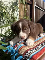 Birdie , a female Australian Shepherd and Miniature Australian Shepherd for sale in Los Angeles, CA – Photo 5 of 10