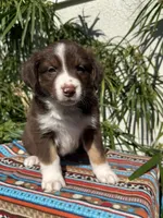 Birdie , a female Australian Shepherd and Miniature Australian Shepherd for sale in Los Angeles, CA – Photo 4 of 10