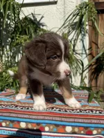 Birdie , a female Australian Shepherd and Miniature Australian Shepherd for sale in Los Angeles, CA – Photo 3 of 10