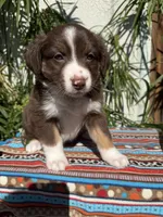 Birdie , a female Australian Shepherd and Miniature Australian Shepherd for sale in Los Angeles, CA – Photo 8 of 10