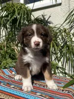 Birdie , a female Australian Shepherd and Miniature Australian Shepherd for sale in Los Angeles, CA – Photo 1 of 10